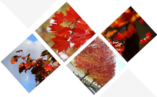 石家莊景坤苗木種植有限公司 石家莊景坤苗木種植有限公司