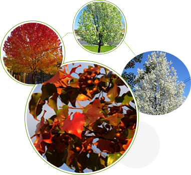 石家莊景坤苗木種植有限公司 石家莊景坤苗木種植有限公司