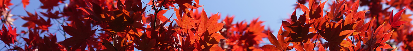 石家莊景坤苗木種植有限公司 石家莊景坤苗木種植有限公司