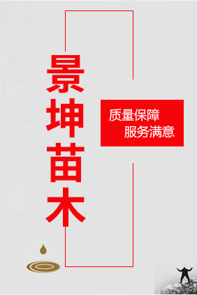 石家莊景坤苗木種植有限公司 石家莊景坤苗木種植有限公司