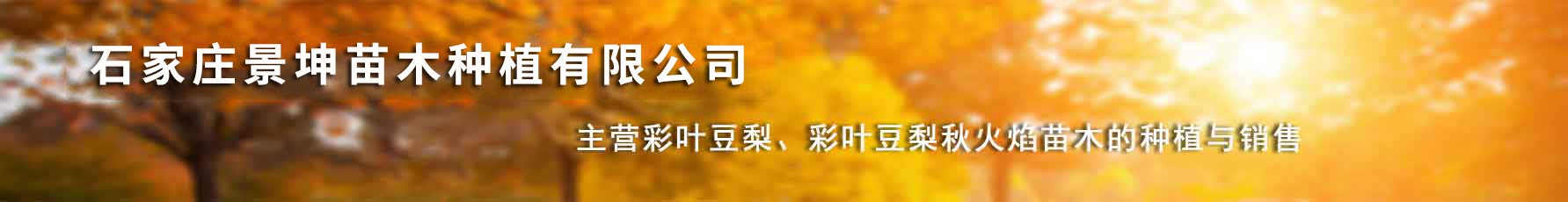 石家莊景坤苗木種植有限公司 石家莊景坤苗木種植有限公司